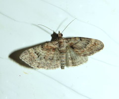 Mnesiloba eupitheciata