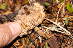 Agaricales