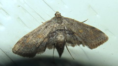 Parapoynx crisonalis