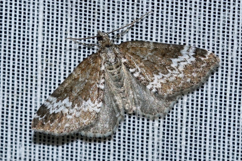 Perizoma alchemillata