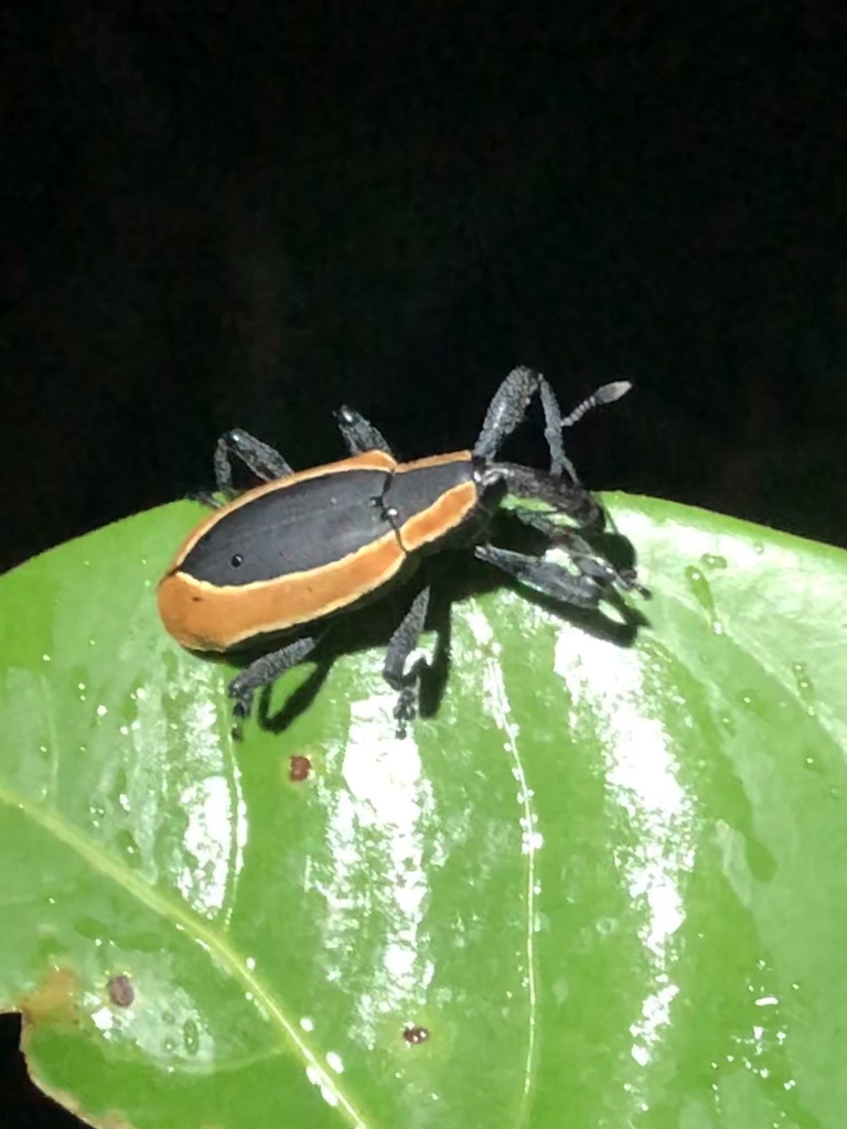 Heilipus discoides