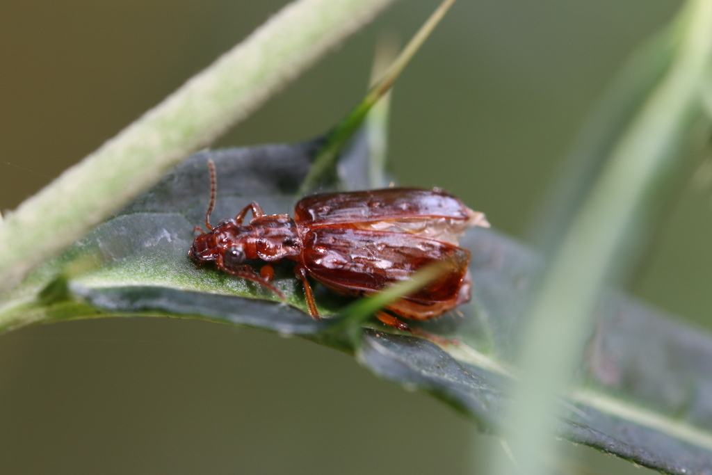 Parena laesipennis
