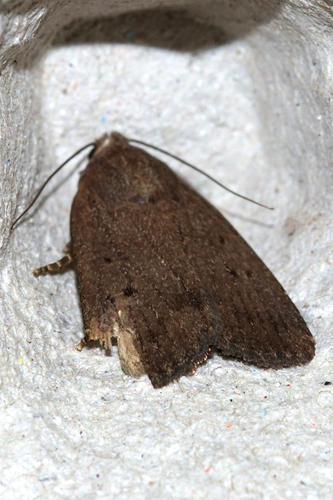 Amphipyra tragopoginis