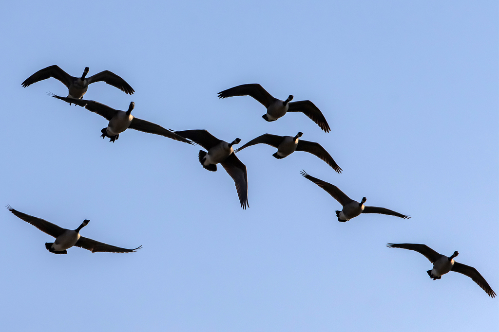 Canada Goose from Woodglen Lake Park, Fairfax VA, USA on November 12 ...