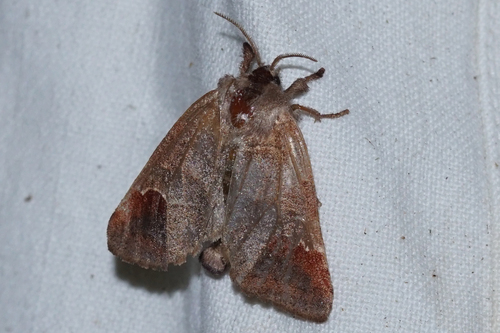 Clostera curtula