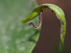 Discoglypha hampsoni