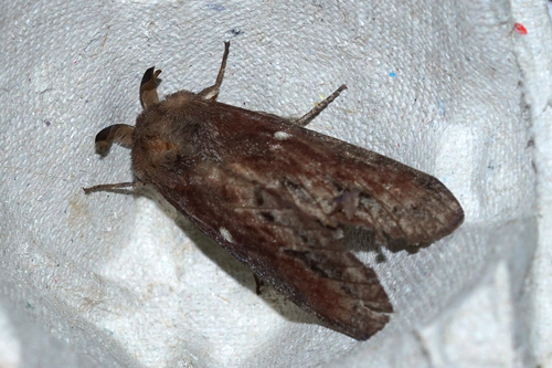 Dendrolimus pini pini