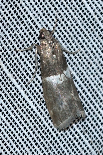 Elegia similella