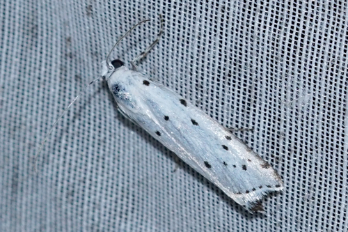 Myelois circumvoluta