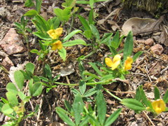 Stylosanthes biflora