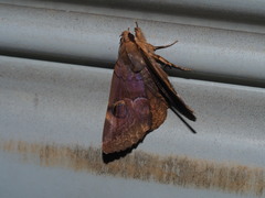 Ommatophora luminosa