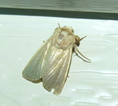 Leucania abdominalis