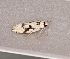 Lichenaula calligrapha