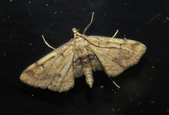 Parapoynx crisonalis