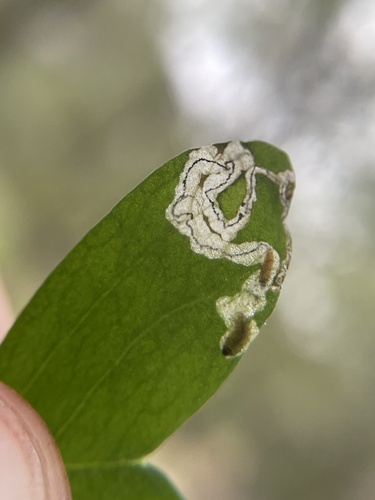 Mantura floridana photo 2