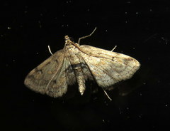 Parapoynx crisonalis