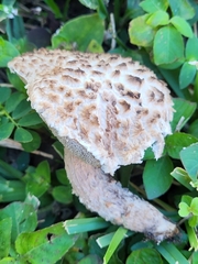 Strobilomyces strobilaceus image