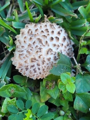 Strobilomyces strobilaceus image