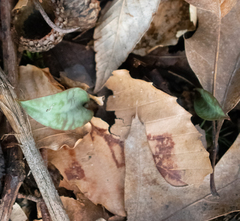 Erythronium americanum
