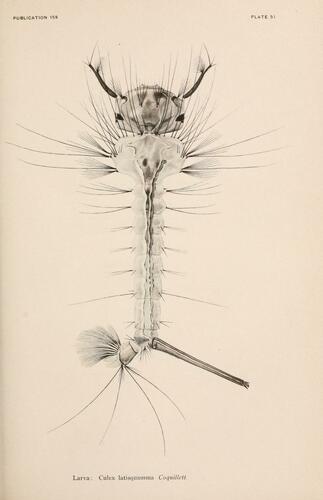 Culex latisquama