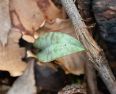 Erythronium americanum
