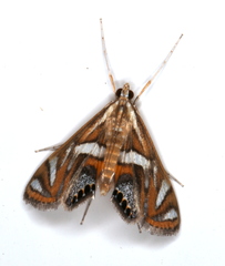 Margarosticha euprepialis