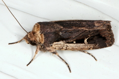 Proteuxoa tortisigna