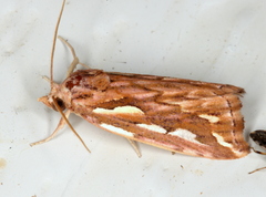 Meyrickella torquesauria