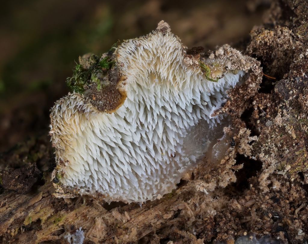 Pseudohydnum cupulisnymphae