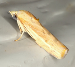 Earias huegeliana