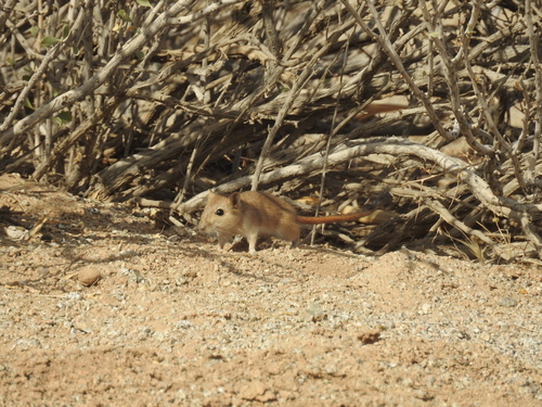 Libyan Jird