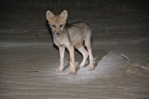 Golden Jackal