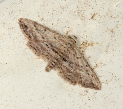 Araeopteron canescens