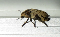 Euparius didymus