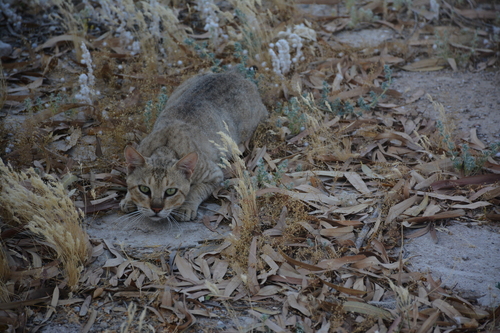 Asian Wildcat