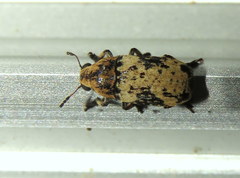 Euparius didymus