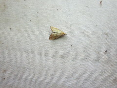 Glaucocharis auriscriptella