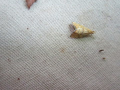 Glaucocharis auriscriptella