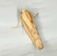 Earias huegeliana