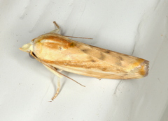 Earias huegeliana
