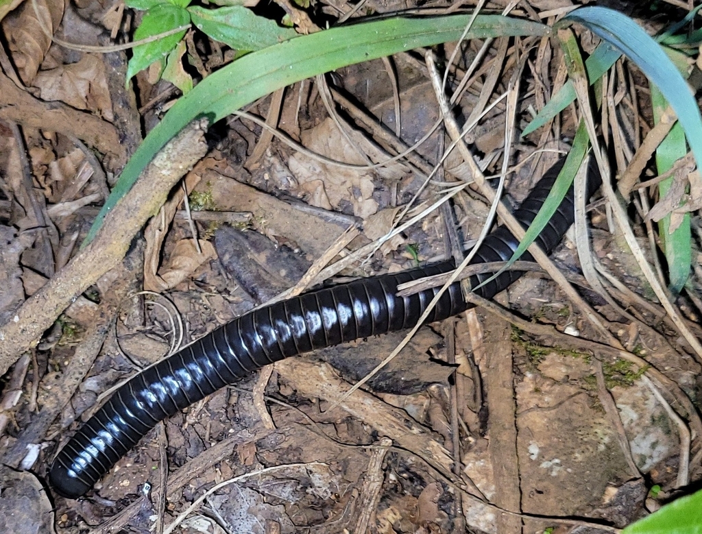 Anadenobolus holomelanus
