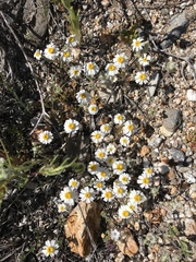 Eriophyllum wallacei rubellum