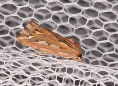 Meyrickella torquesauria