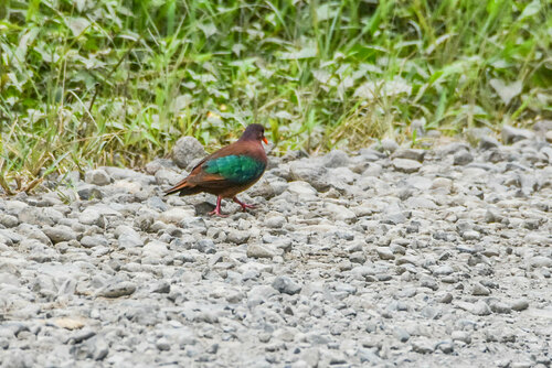 Stephan's Emerald Dove (Chalcophaps stephani), photo 3