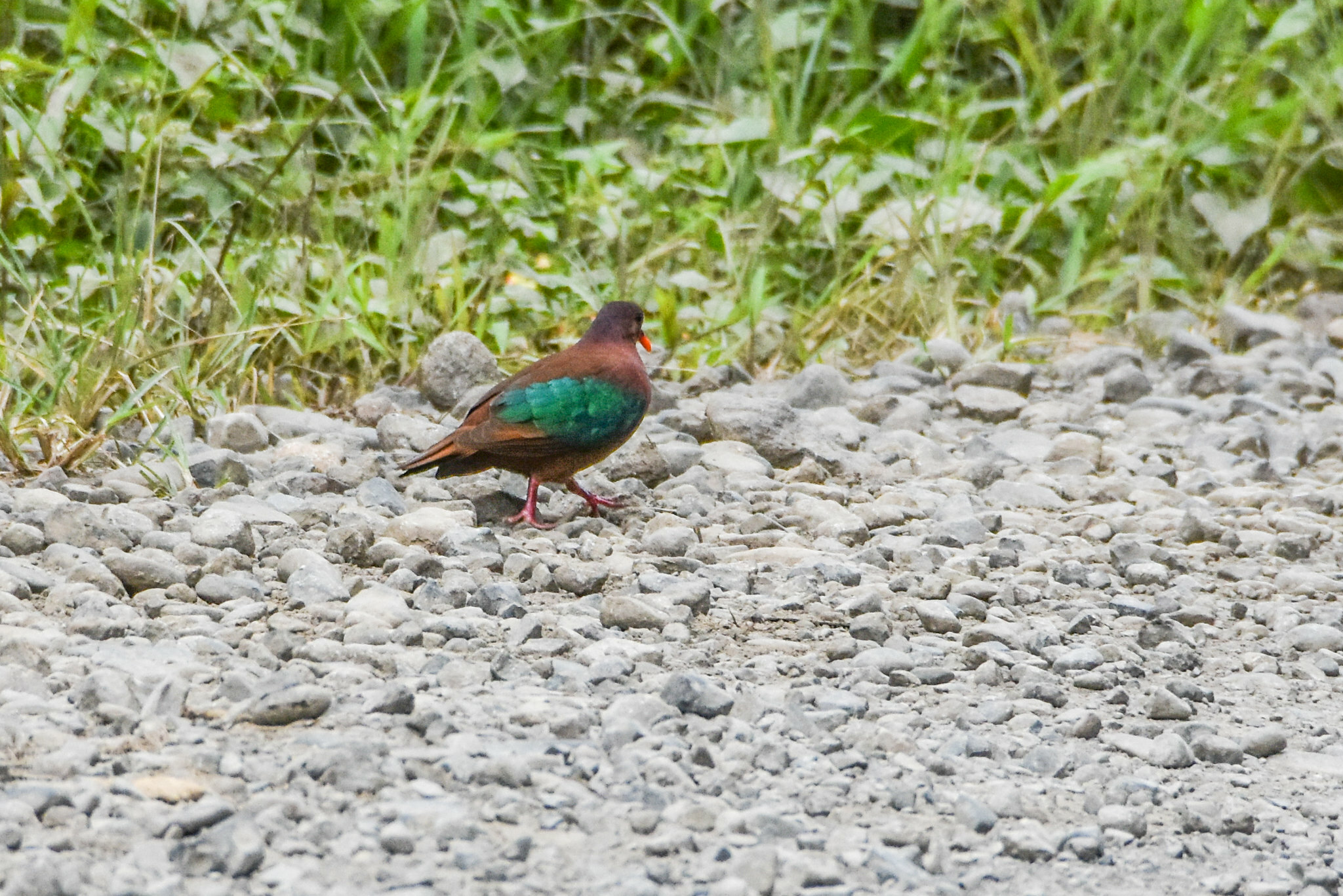 Stephan's Emerald Dove (Chalcophaps stephani), photo 3