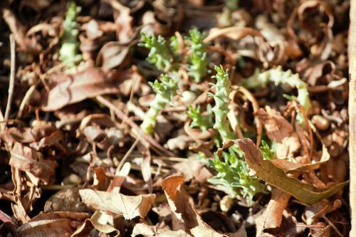 Euphorbia gerstneriana