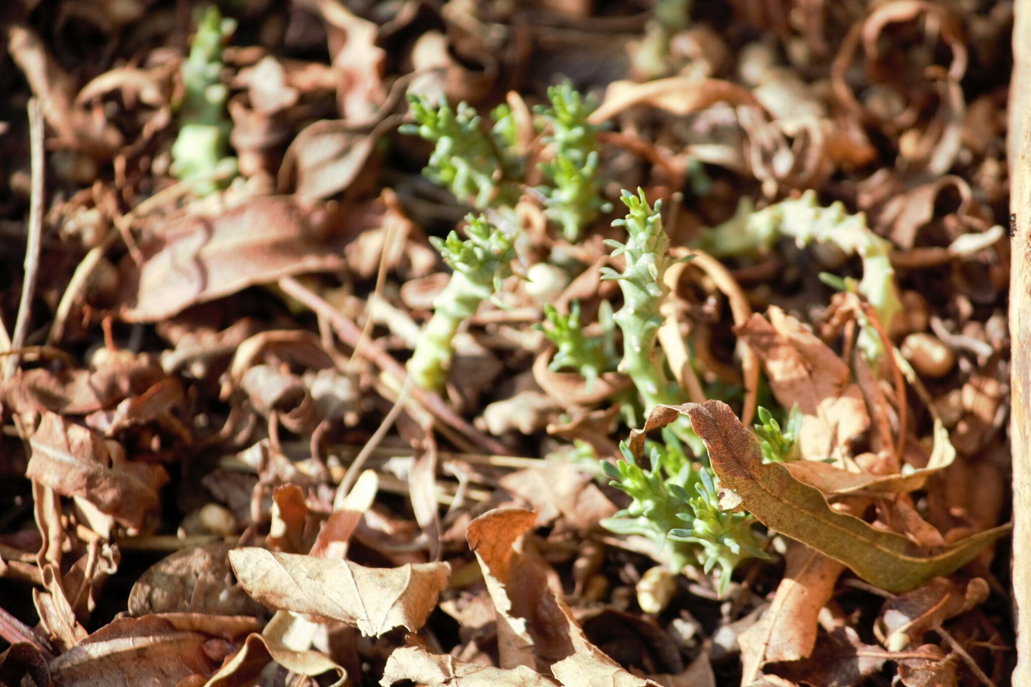 Euphorbia gerstneriana