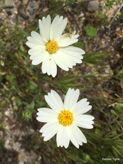 Layia pentachaeta albida