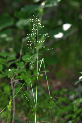 Poa sichotensis