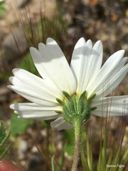 Layia pentachaeta albida